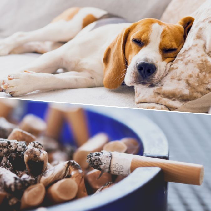 Pranie kanapy w Szczecinie